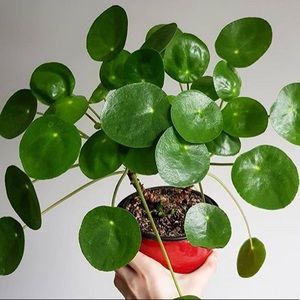 Meet your Posher, Haley